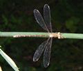 Lestes barbarus